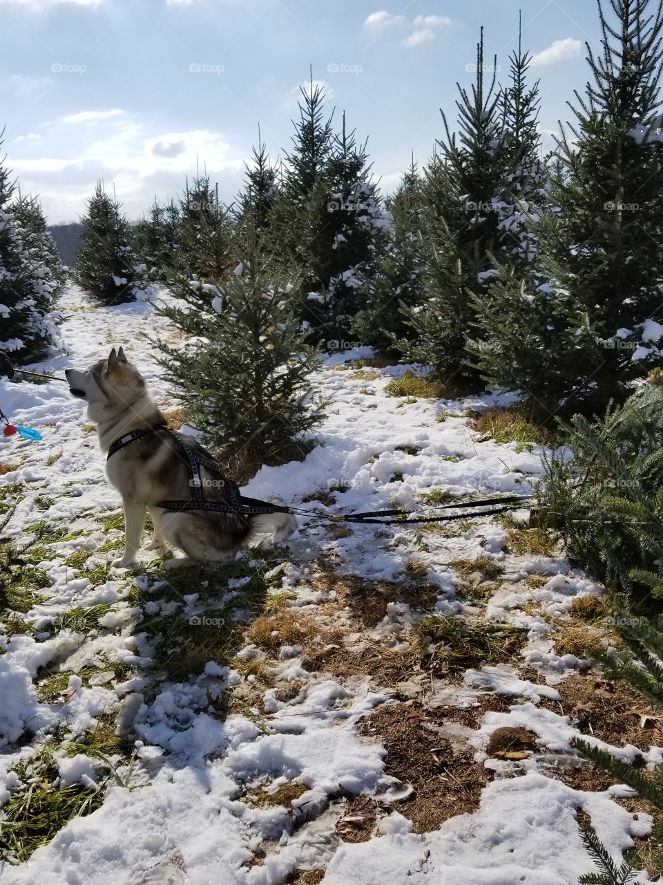 Adonis Alaskan Malamute pulling Christmas tree