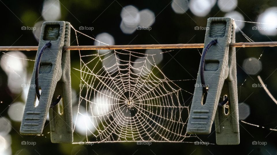 spider web