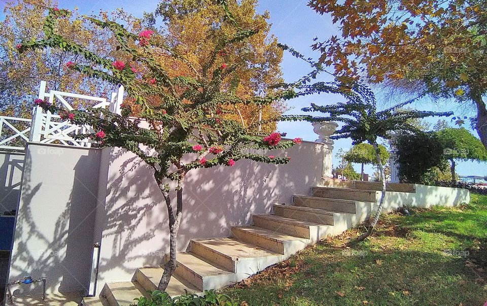 steps in the lovely garden