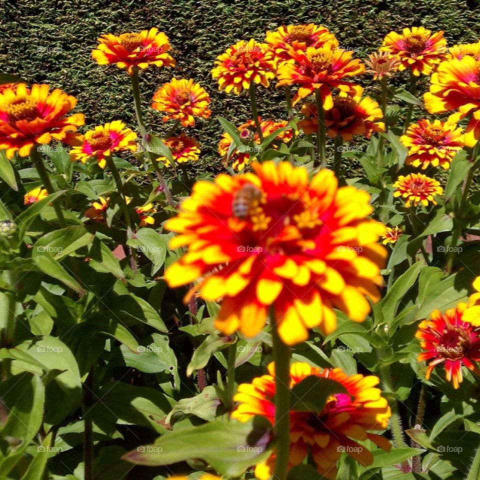 A enticing photo of a plant called Zinnia