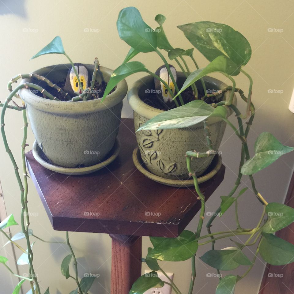 House plants