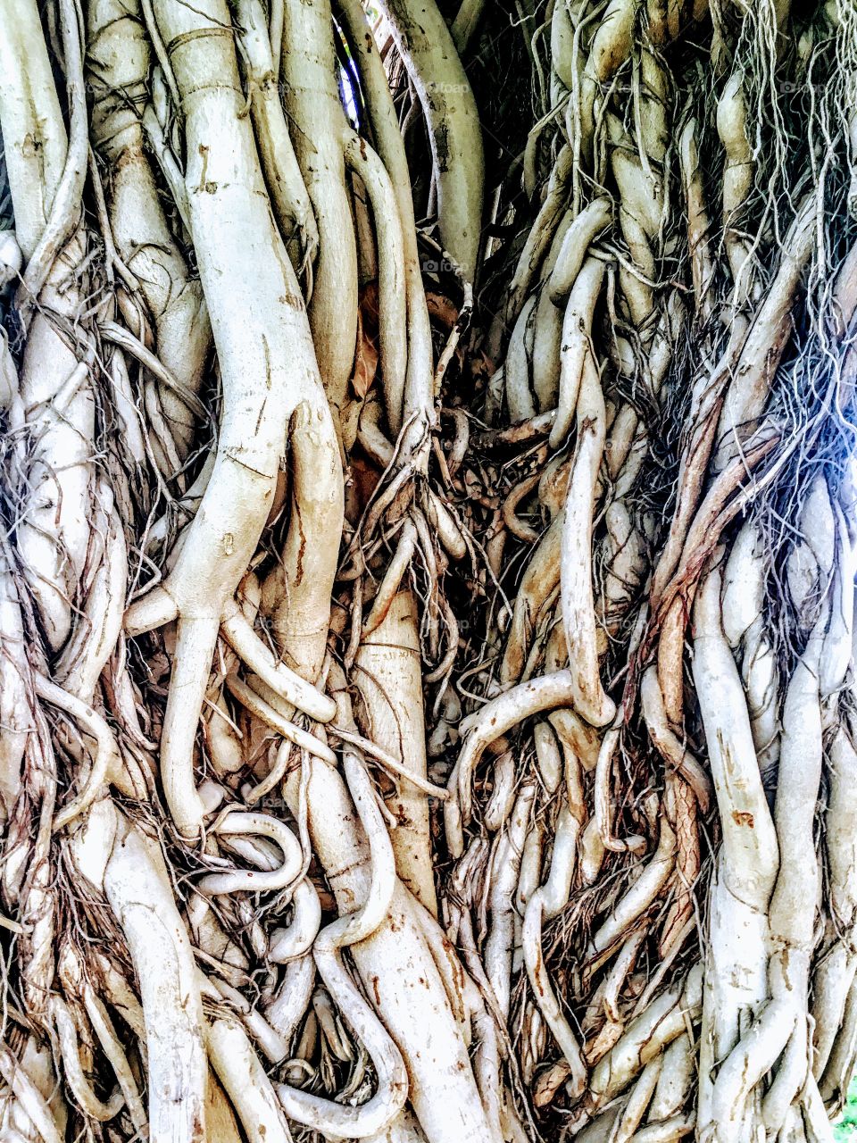 Tree trunk 