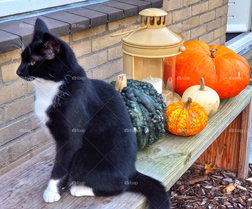 Black cat and pumpkins