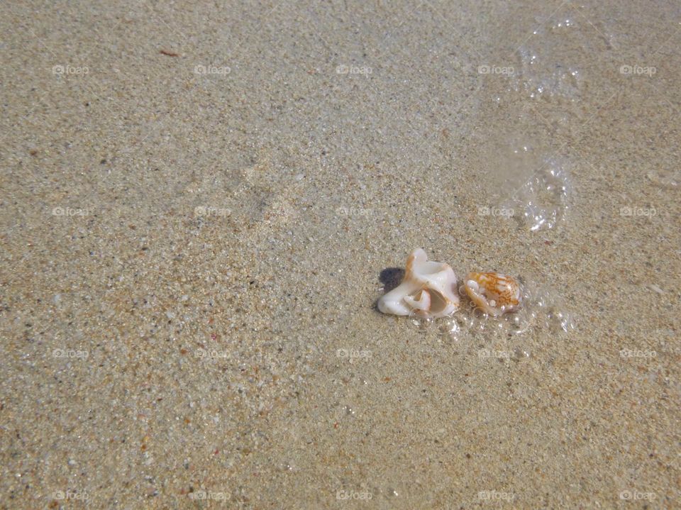 pair of marine shell and sea snail on the beach sand at the right corner. Sea water is     
touching the shells.