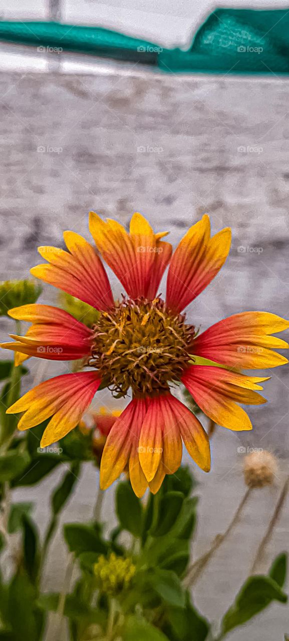 INDIAN BLANKET PLANT ☘️☘️