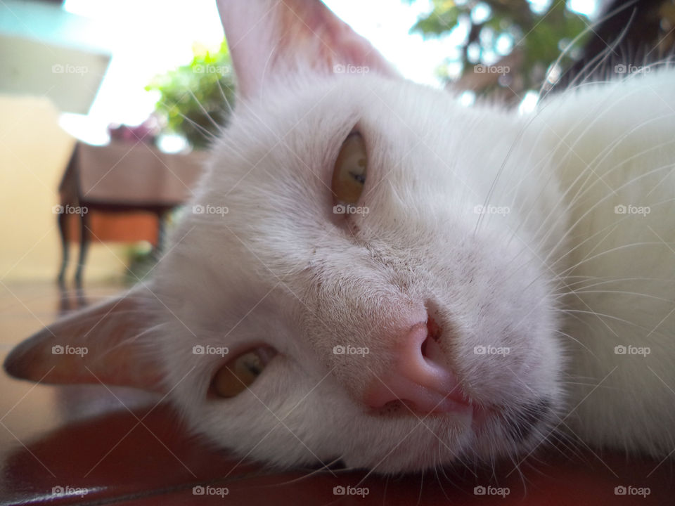 My White Cat called Si Putih with His Sleepy Eyes lying in front of my house in the morning