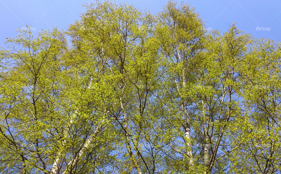 verdant birch trees . verdant birch trees 