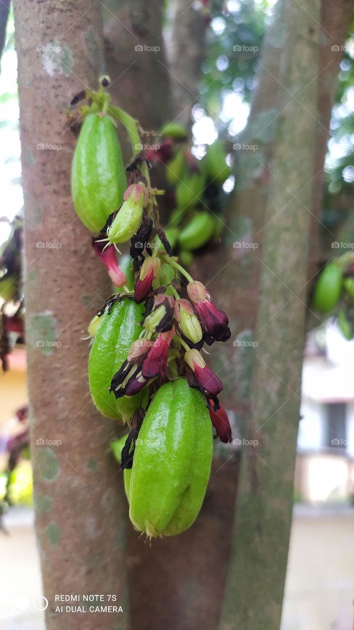 Irumban puli (Bilimbi)