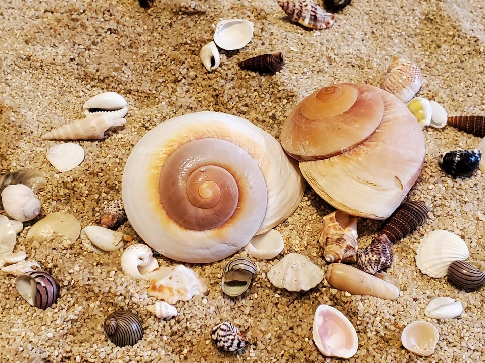 "Shark Eye" Moon Snails on Sand