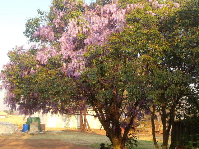 Blooming Tree
