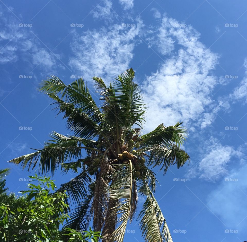 Leaves of palm trees. Coconut Plam Tree, Coconut, Fruit, Sky, Cloud