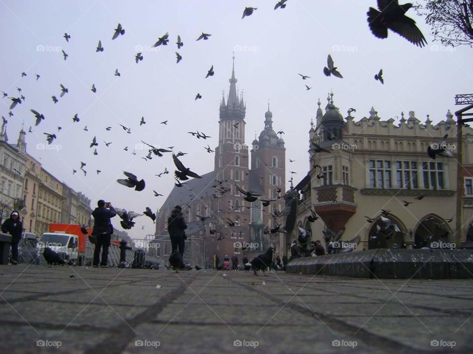 Krakov, Poland/Vacation/Pigeon