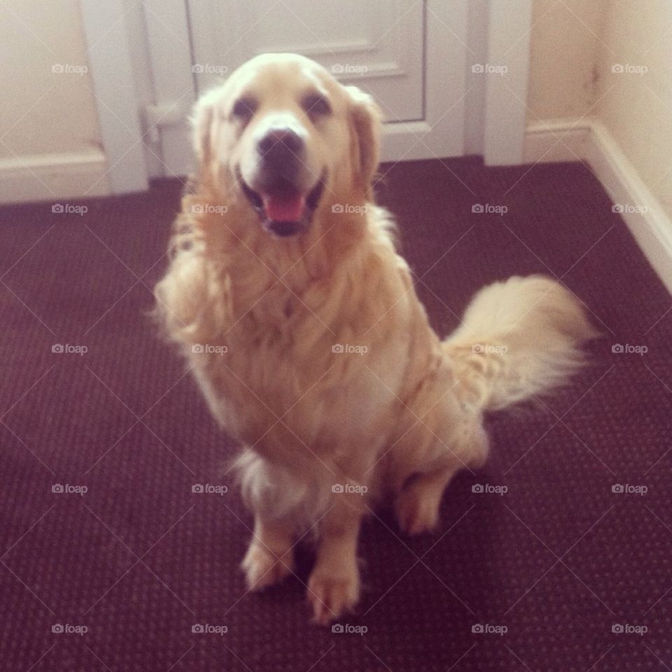 Golden Retriever