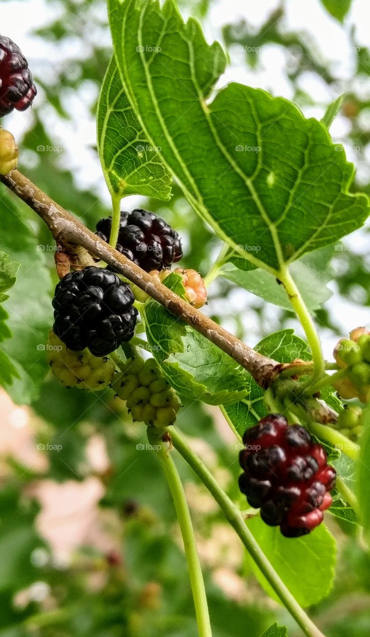 mulberries ripening on branch