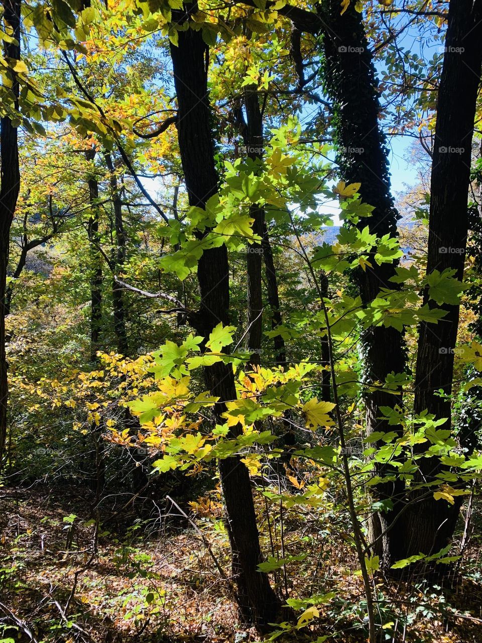 stretch of wood with chestnut and mountain maple trees