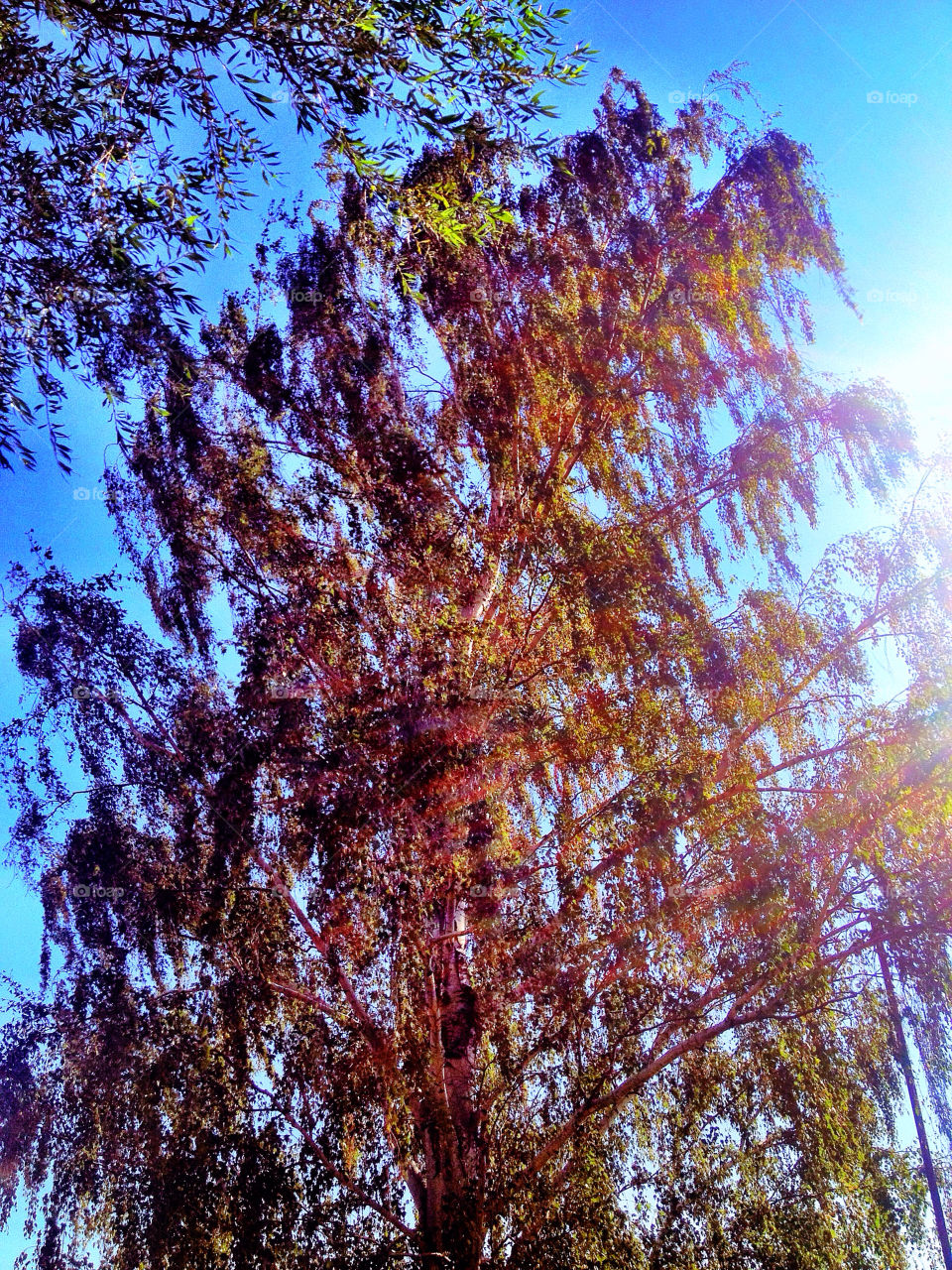 sky summer colors tree by stykellee