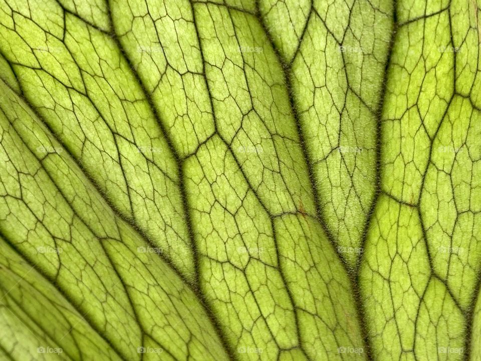 Close up of the veins in a leaf