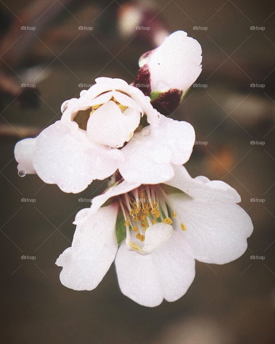 Beautiful flowers blooming in the rain. 