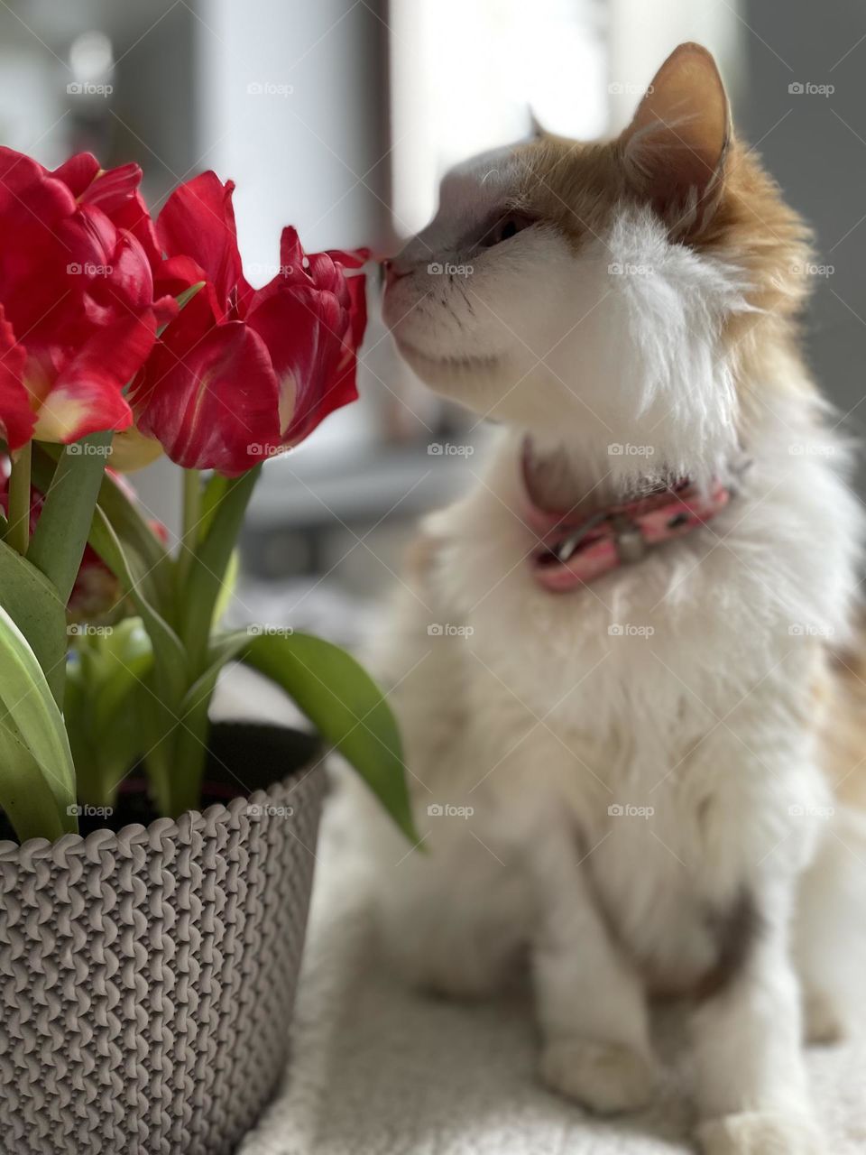 Cat with flower