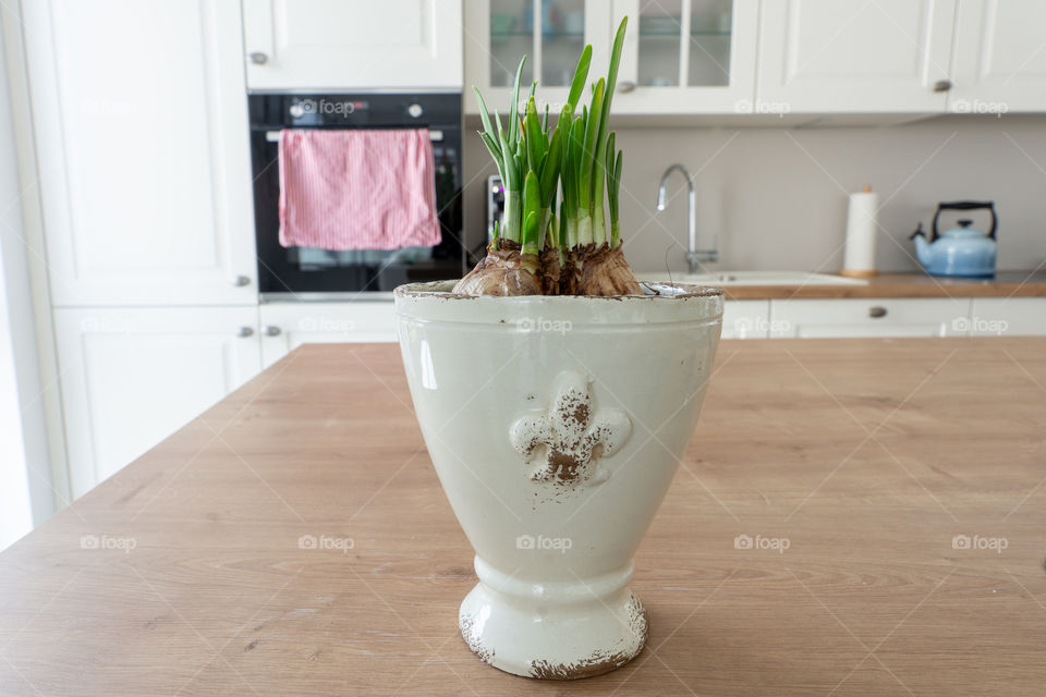 flower bulb in a pot
