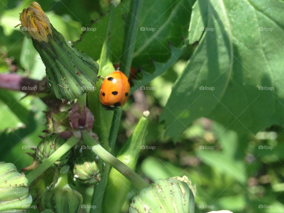 Cute ladybug