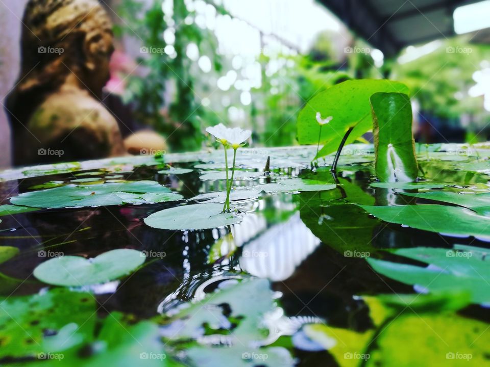#Watersnowflake#SriLanka#homegarden#whiteflower#greenleaf#water#mud#beautynature#gardendecor#snowflake#lovemygarden