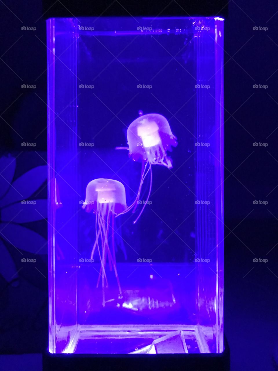 A jellyfish tank.