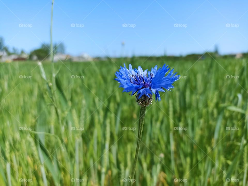 Centaurea cyanus, commonly known as cornflower or bachelor's button. Floral desktop background