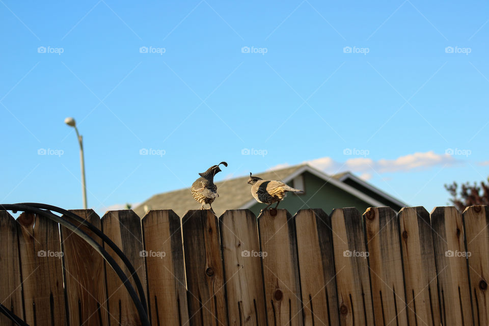 Wild quail couple