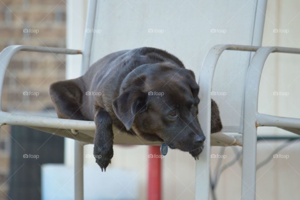 Lazy dog in a chair. 