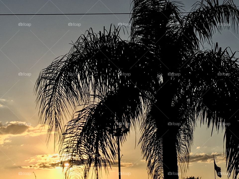 Sunset under a palm tree in Florida 