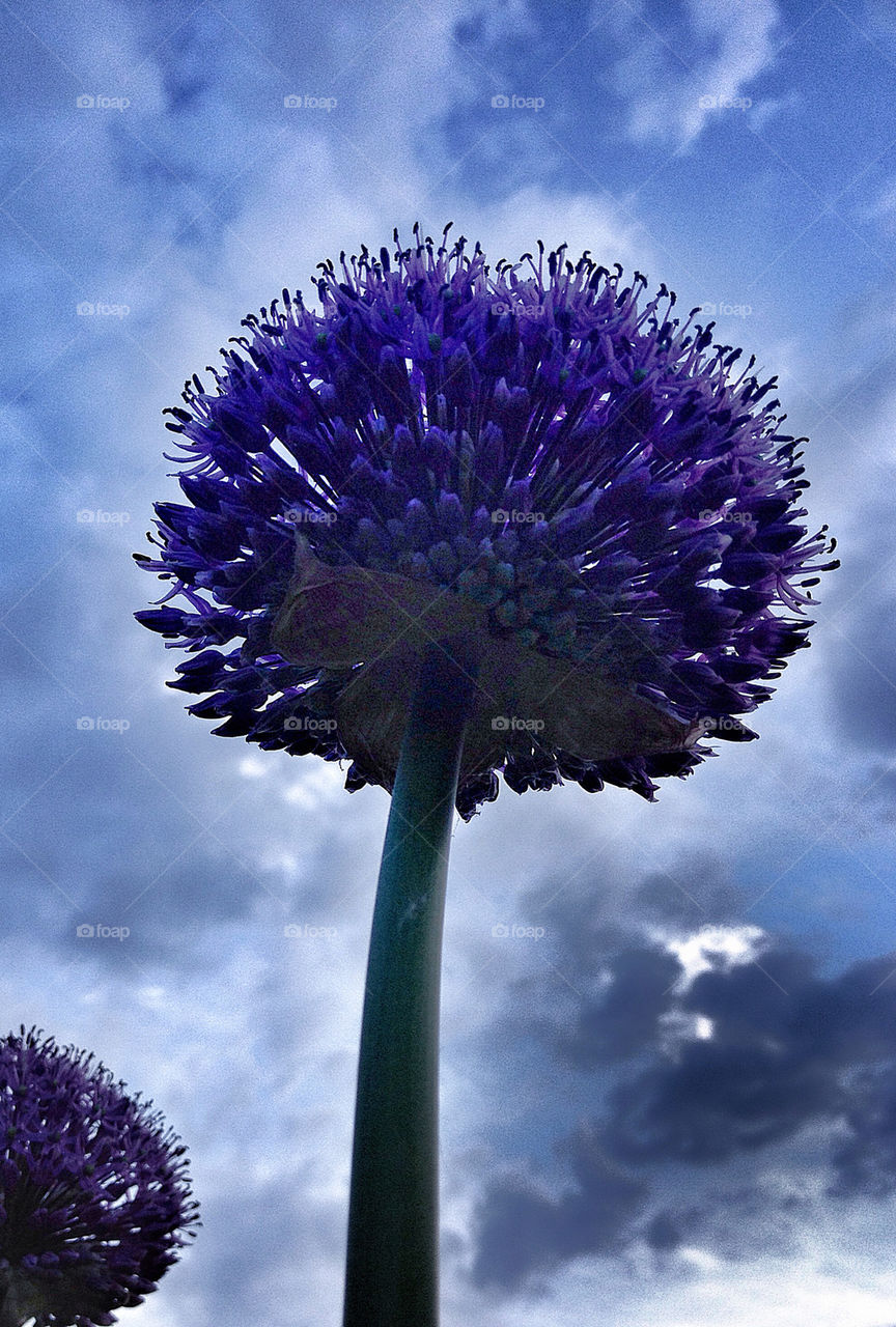 ЦВЕТОК ЛУКА