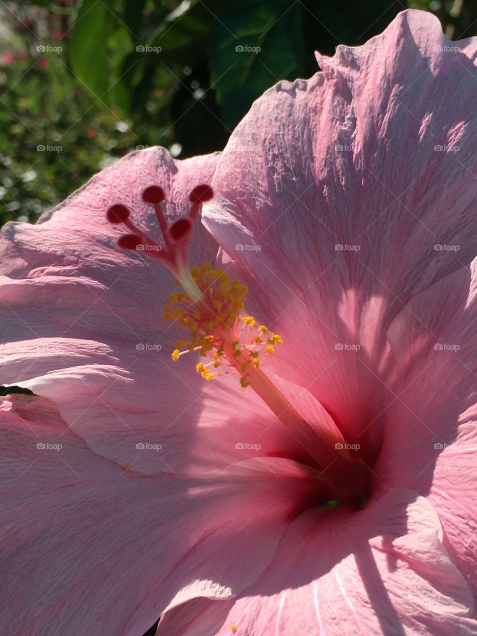 Blooming Pink