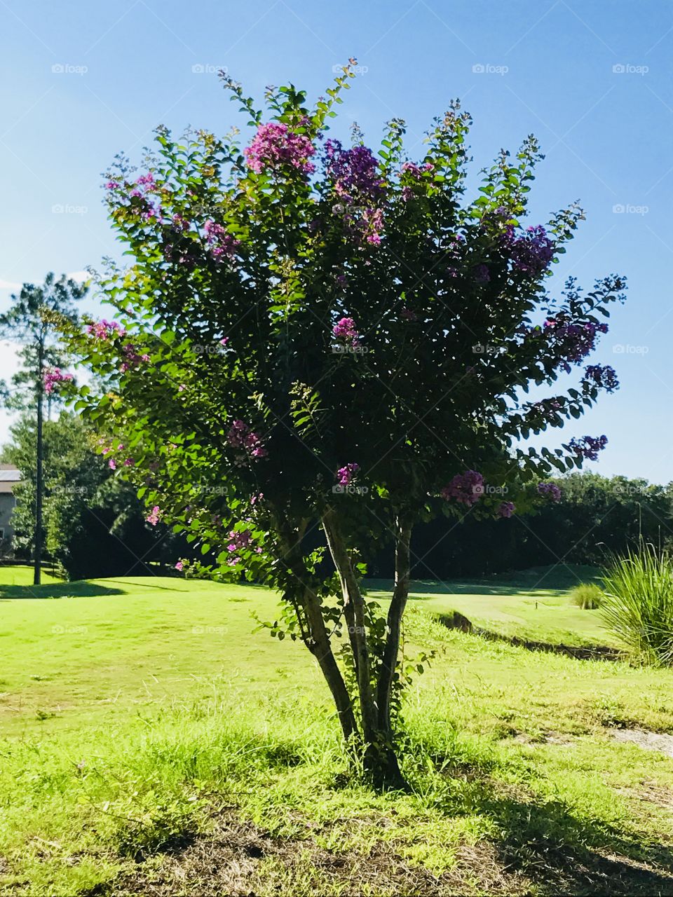 Jacaranda Tree 