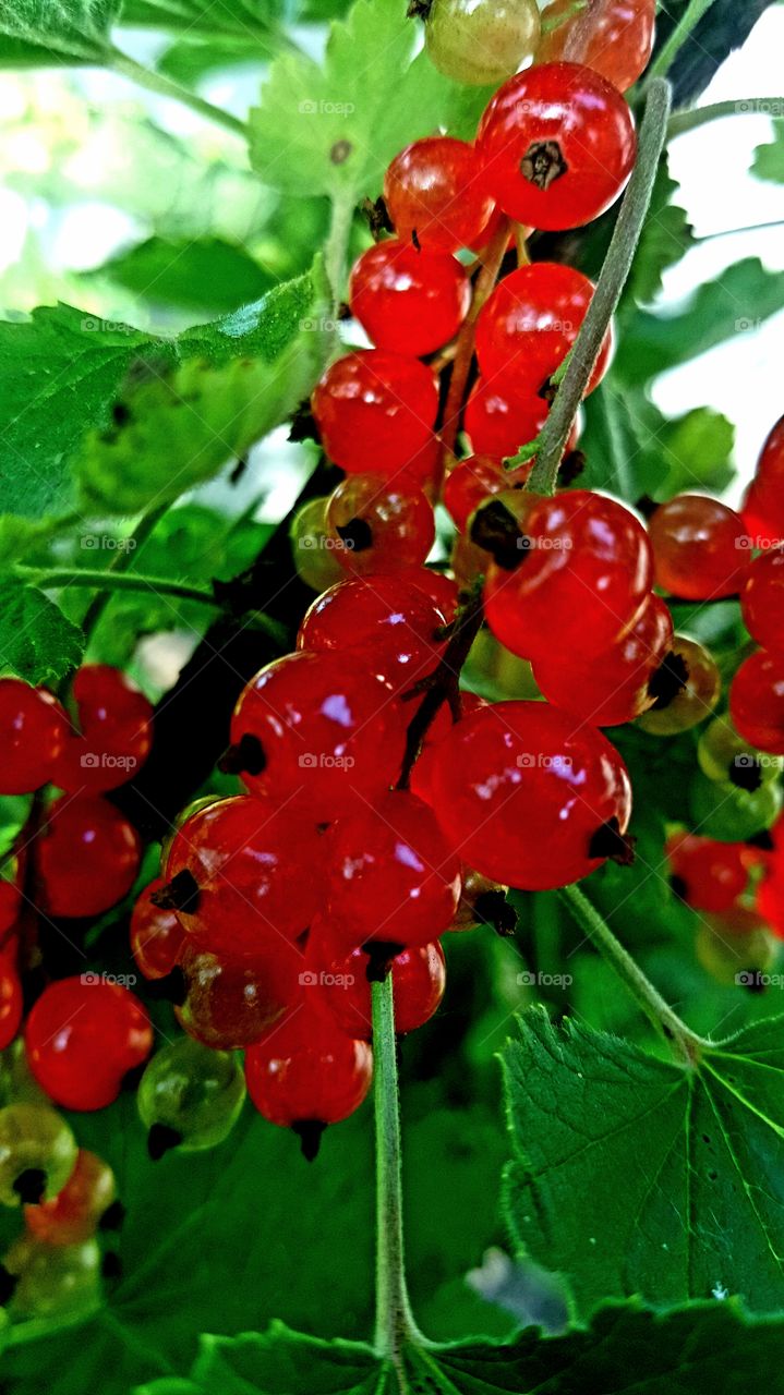 berries