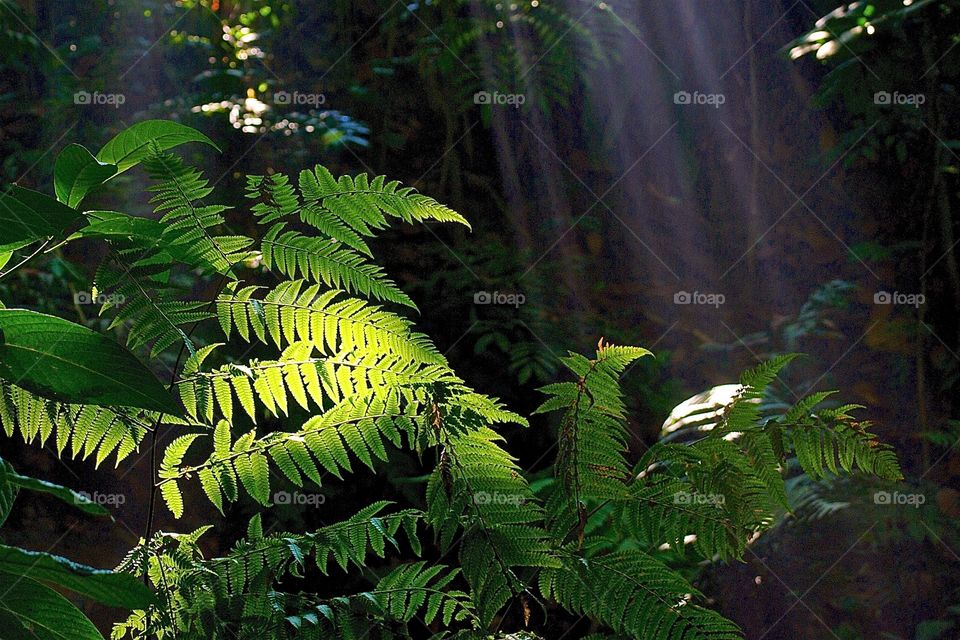 Ferns backlit by sunbeams