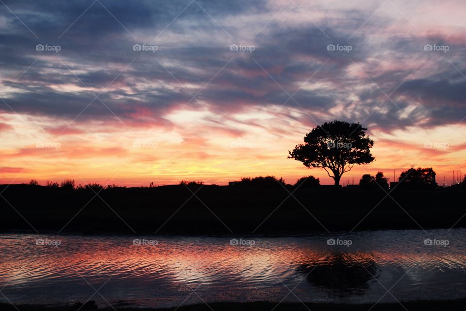 Silhouette of trees during sunset
