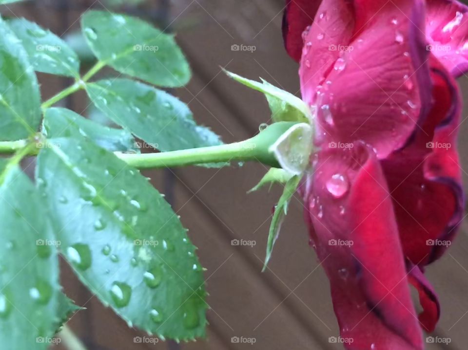 Last rose bloom of the season with raindrops