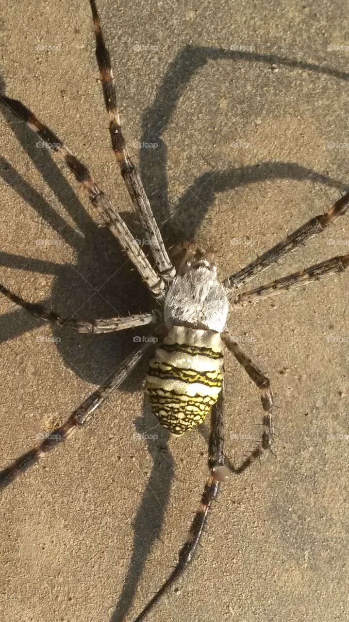 spider . jabardast spider
