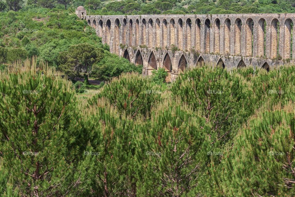 Aqueduct running through a pine forest