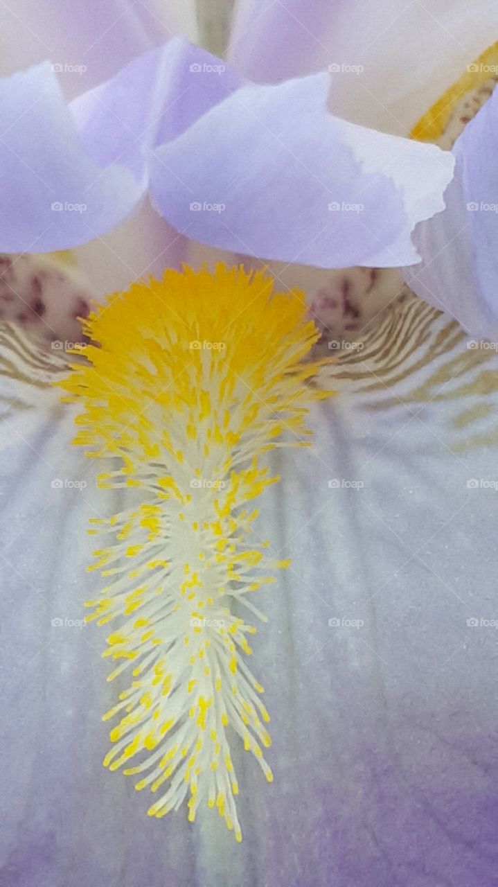 close stamen