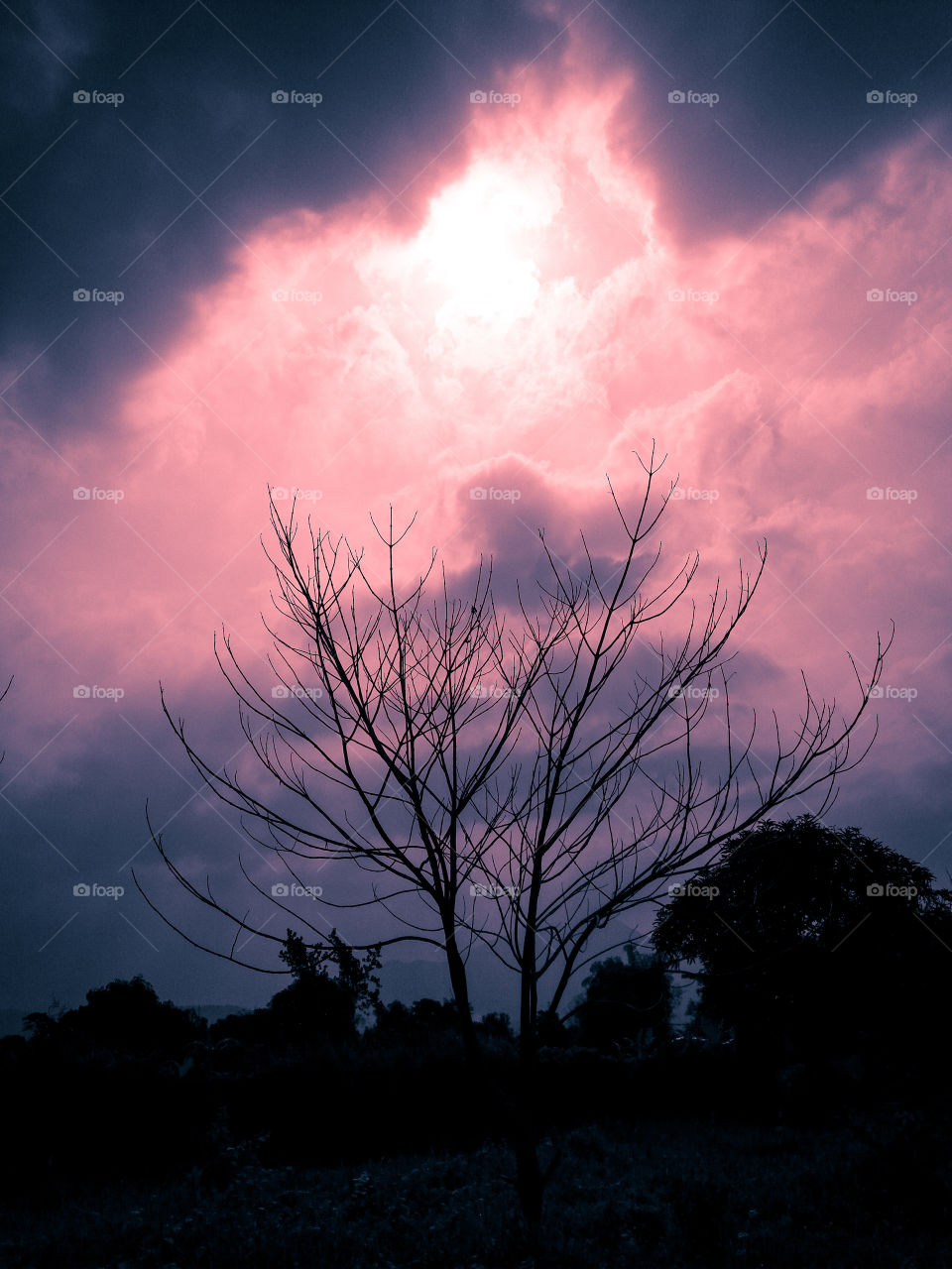 dead branch and cloudy sky