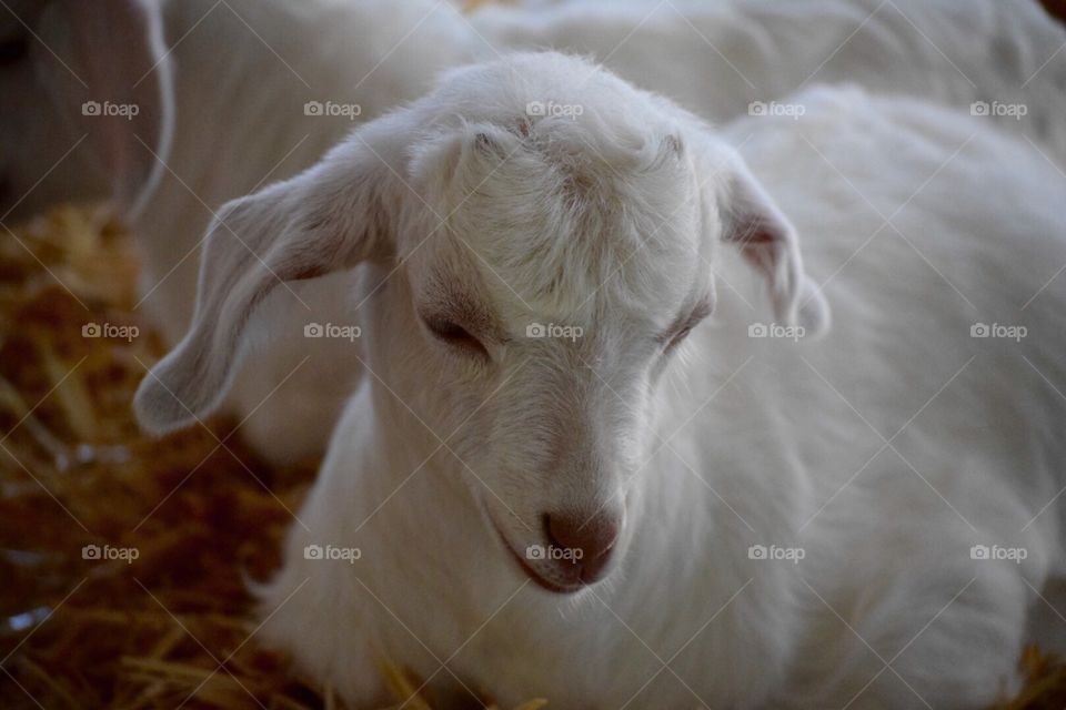 Gentle lamb 