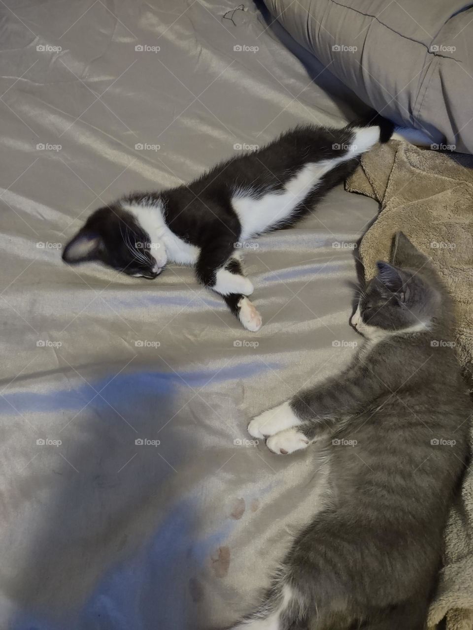 Two kittens relaxing