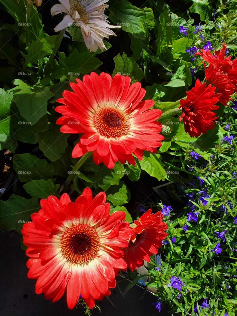 Spring Flowers in Bloom