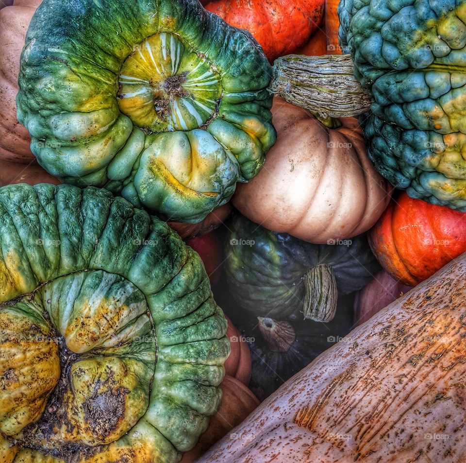 Gourds and Pumpkins