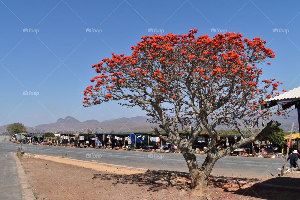 Flame tree and market stalls - Panorama Route, South Africa