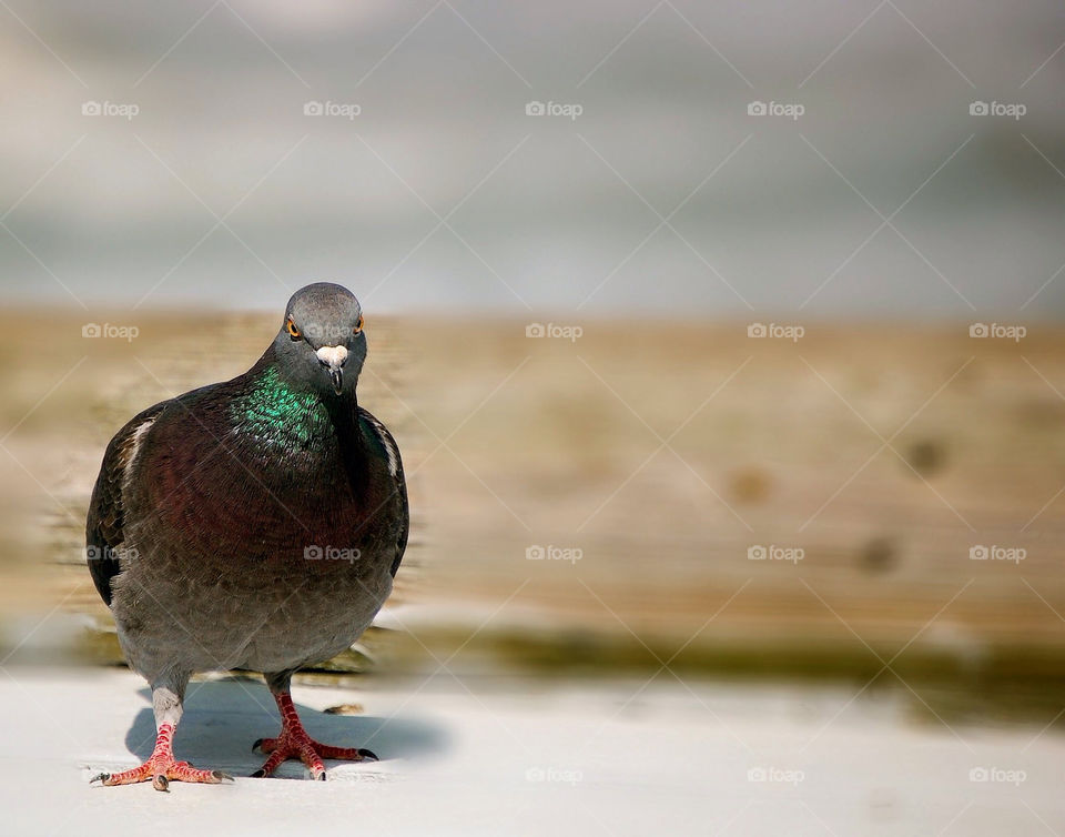 bird pigeon look stare by refocusphoto