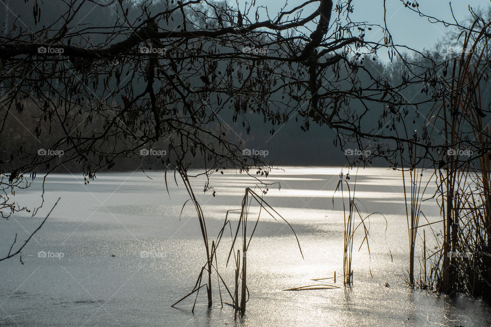A Frosted Pond in the Forest