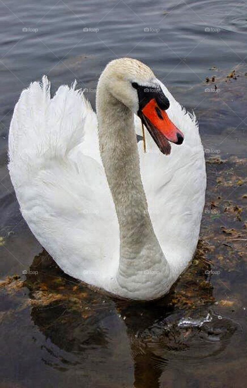 Wheezing swan